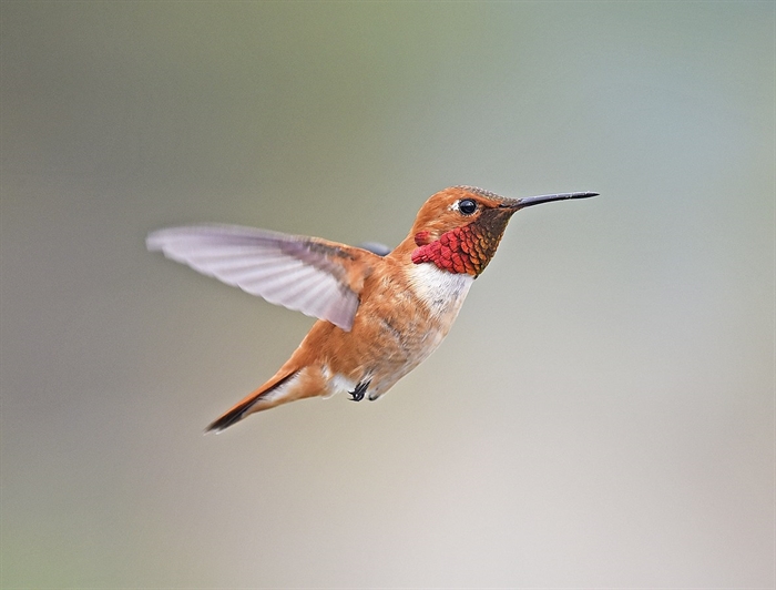 Three main types of hummingbird may be spotted at your feeder, says ...