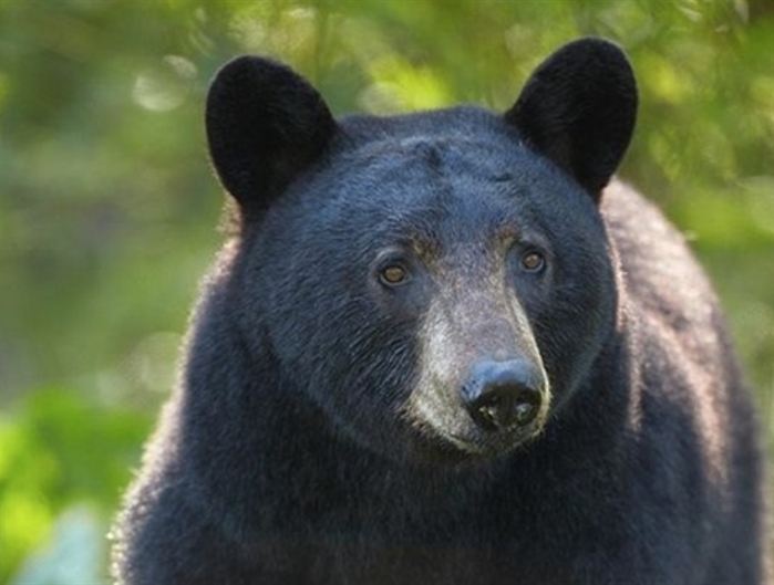 Central Okanagan bear-resistant garbage bins project wrapping up soon | iNFOnews - Vimarsana News