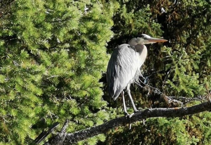 This blue heron was spotted by a kayaker on Brown Lake.