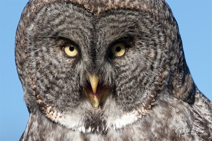 Peter Olsen captured this photo of what appears to be a great grey owl.