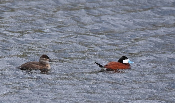 Van Der Wal also captured an image of a pair of ruddy ducks. Howie says the females are likely almost ready to lay their eggs.