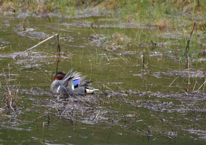 The green-winged teal was spotted by a hiker in the Lac Du Bois Grasslands.