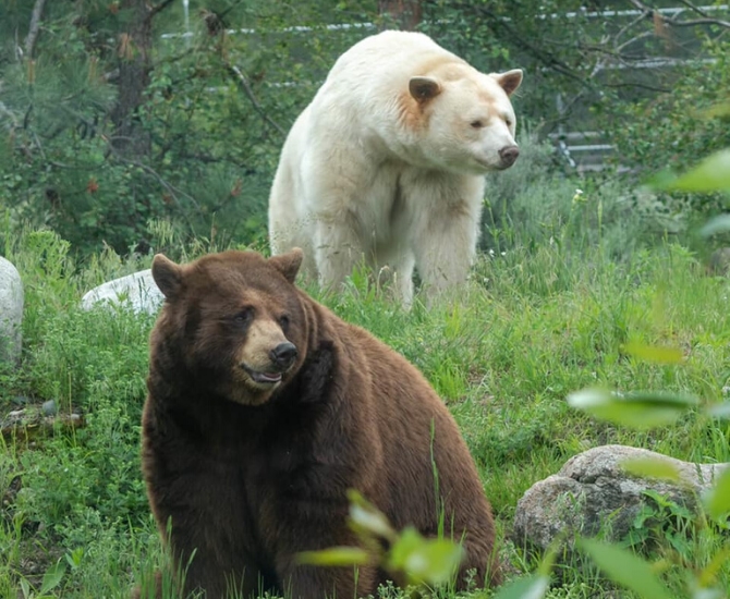 B.C. Wildlife Park's Kermode Bear Has New Friend | INFOnews | Thompson ...