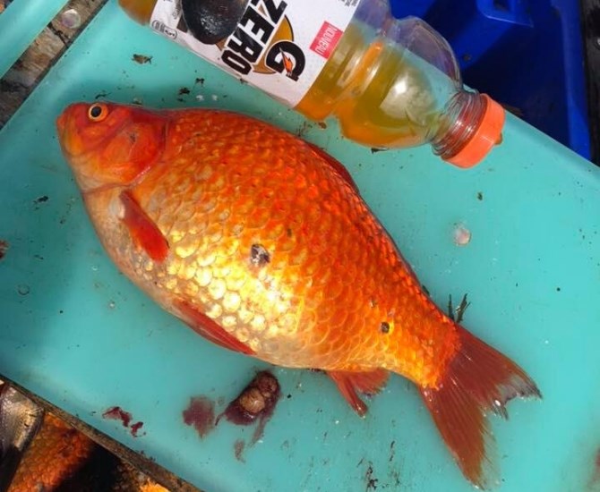 A goldfish caught in Dragon Lake, near Quesnel B.C.