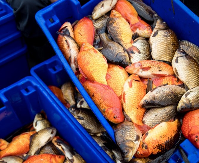 The goldfish are removed from the lake using electrofishing and put into bins.
