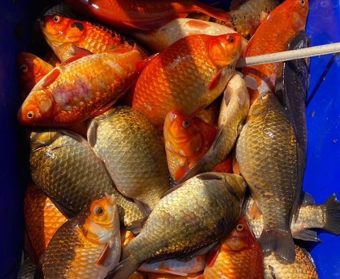 iN PHOTOS: Goldfish are rapidly taking over this B.C. lake, iNFOnews