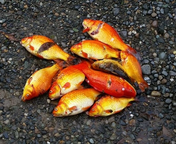 Goldfish caught in Dragon Lake, near Quesnel B.C.