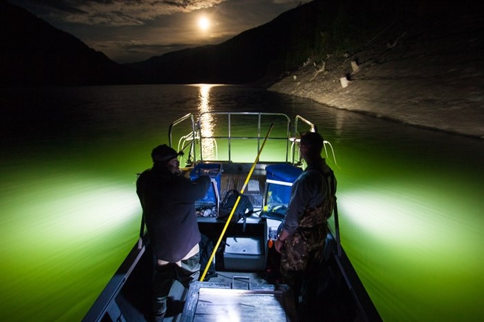 Gene Tisdale electrofishing on a B.C. lake.