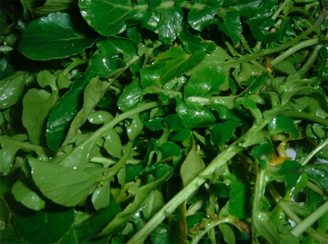 Watercress can be found in slow moving Thompson and Okanagan streams from May to September.