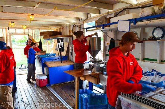 The crew at Piscine Energetics processing the mysis shrimp.