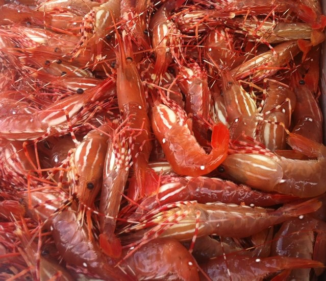 It's B.C. Spot Prawn season!  Don't miss the chance to indulge in these delicious local crustaceans.