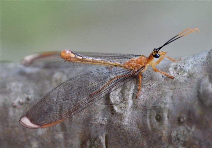 This is one of the modern relatives of the split-footed lacewing, which is in the subfamily Nymphinae. The subfamily is found only in Australia.