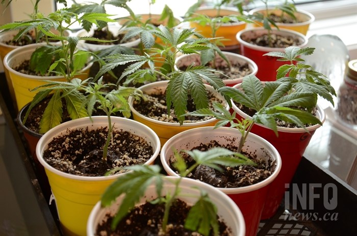 FILE PHOTO - Cannabis seedlings are pictured in this file photo.