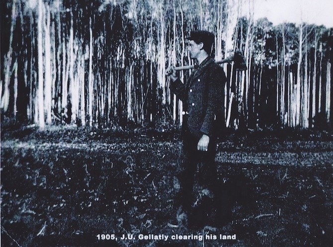 Jack Gellatly clearing his land in 1905 so he could plant nut trees.