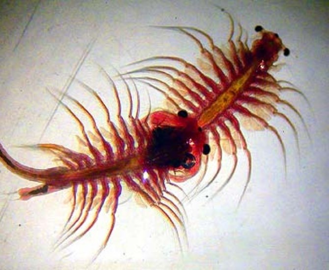 The brine shrimp are adapted to survive in highly saline environments, and will turn bright red due to an increased amount of hemoglobin in their blood. 