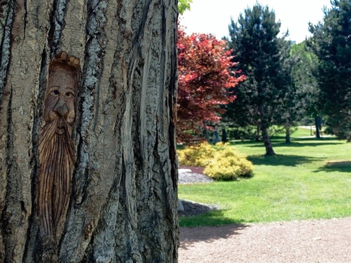 This is one of the faces carved into a cottonwood tree in Kamloops. This tree can be found in Riverside Park by the Japanese gardens.