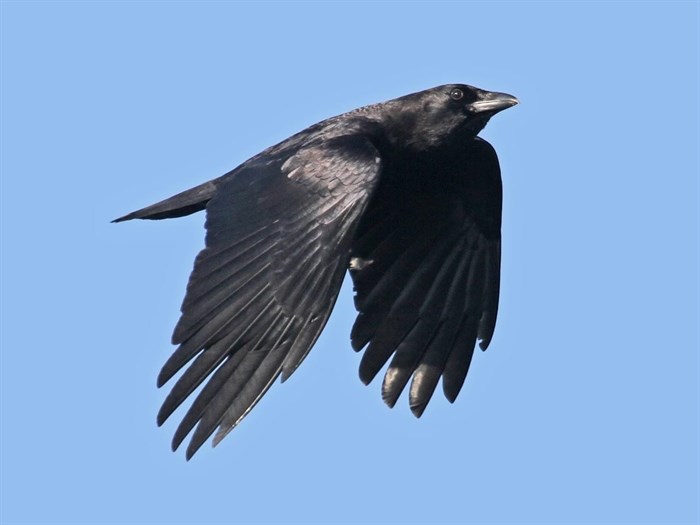 An American Crow in flight, Cornell Laboratory of Ornithology.