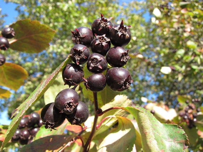 Black Hawthorn berries.