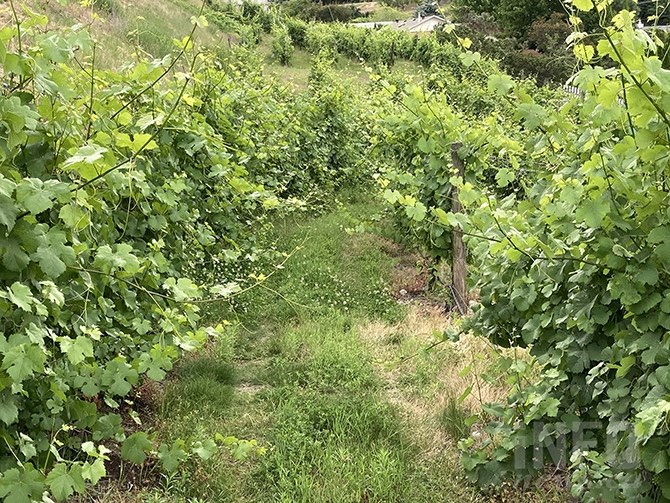 Okanagan grapegrowers are managing excessive canopy growth caused by June rains in the valley. Now they're looking for an extended run of heat and sun.