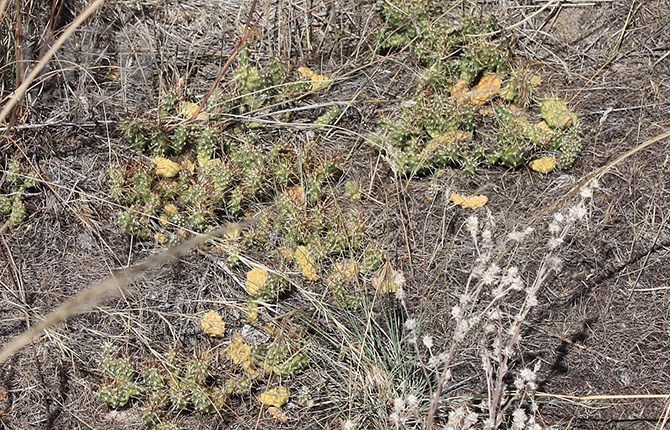 The South Okanagan is also home to desert plants such as the prickly pear cactus.