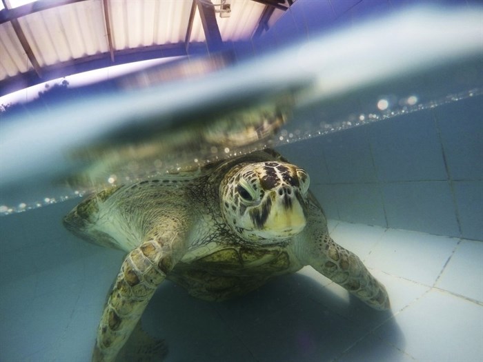 FILE - In this Friday, March 3, 2017, file photo, a female green sea turtle nicknamed Bank swims in a pool at Sea Turtle Conservation Center n Chonburi Province, Thailand. Although scientists have long focused on the world’s predators, a massive new study finds that herbivores, critters that eat plants, are the animals most at risk of extinction.