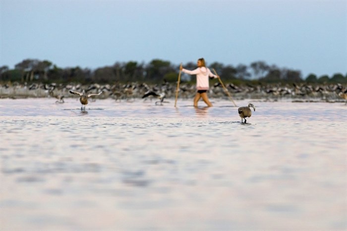 In this Wednesday, Aug. 5, 2020 photo provided by Salins de Camargue, a flamingo expert walks in the water, in Aigues-Mortes, the Camargue region, southern France, to gather and put bands on baby birds so scientists can track their migration. The numbers of pink flamingos may be the highest since experts began keeping records 45 years ago, said Thierry Marmol, guardian of the lands. France's two months of strict confinement may well be the reason. 