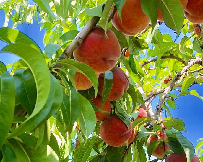 Okanagan peaches are in season now.