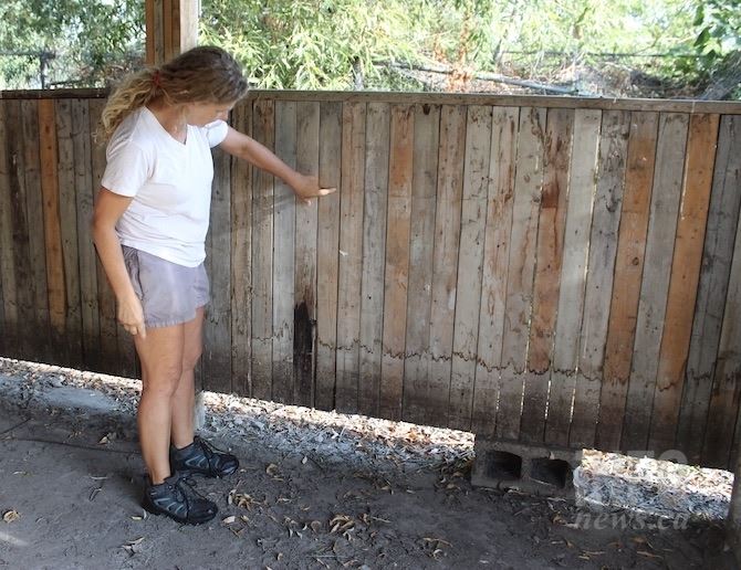 Spring flooding forced this Kelowna woman to get creative with her Curly  Frog Farm, iNFOnews