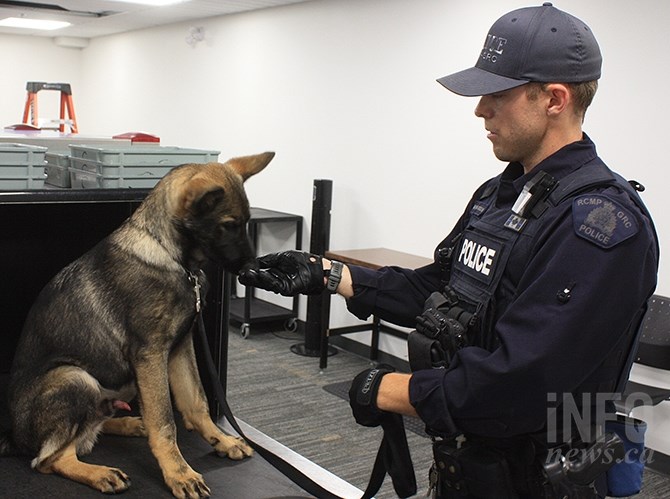 Trust and obedience are two of the most necessary qualities of a police dog.