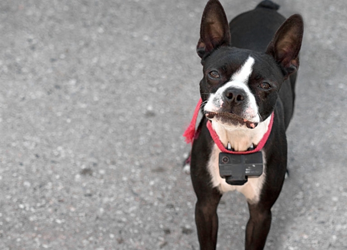 shock collar for aggressive dogs