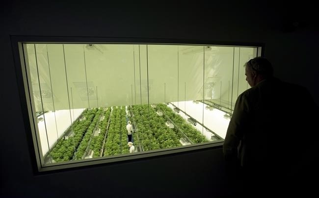 Staff work in a marijuana grow room at Canopy Growth's Tweed facility in Smiths Falls, Ont., on Thursday, Aug. 23, 2018. Canopy Growth Corp. is laying off another round of workers as the company continues a restructuring. 