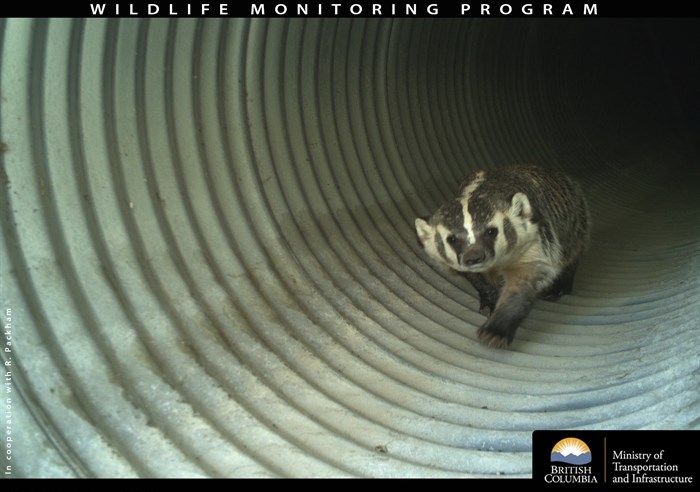 A badger using a B.C. wildlife underpass.
