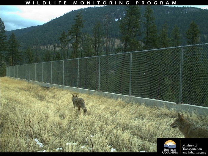 A coyote using a B.C. wildlife crossing.