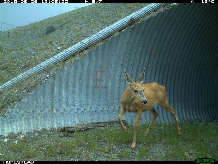 A mule deer using an underpass along the Okanagan Connector.