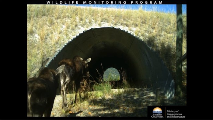 Moose using a B.C. wildlife underpass.