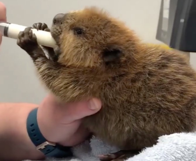 When the baby beavers first arrived at the B.C. Wildlife Park in Kamloops, they had to be fed milk as they were very young. 