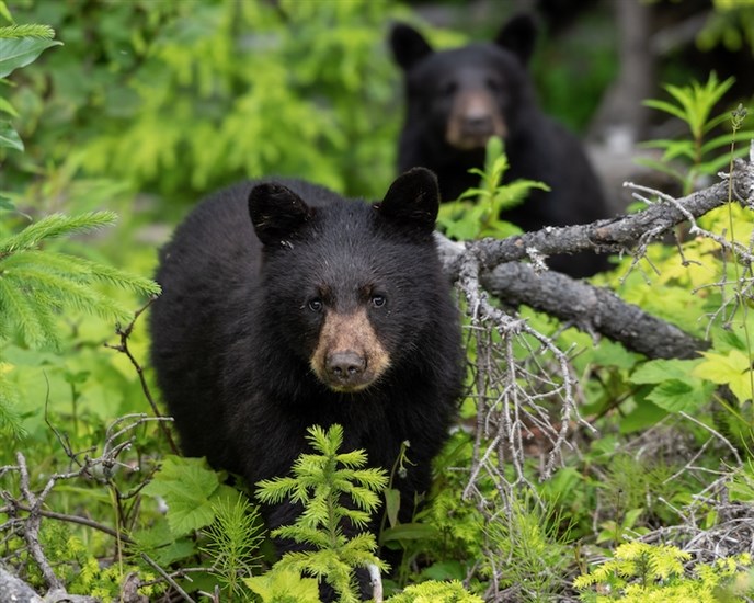 Joshua Wolfe of New Westminster took this photo of black bears and won first place in the Wild Settings category.
