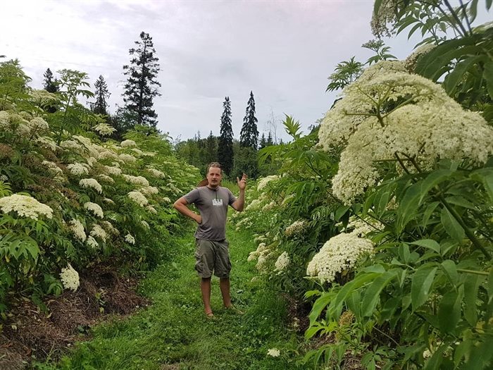 Jedidiah Wiebe stands among his elderberry bushes.