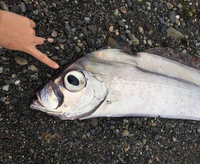 A King-of-the-salmon, seen Sept. 18 in Sooke, B.C.