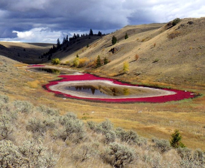 Lac du Bois is full of fall colour. Hikers will notice the bright red pickleweed growing around the ponds.