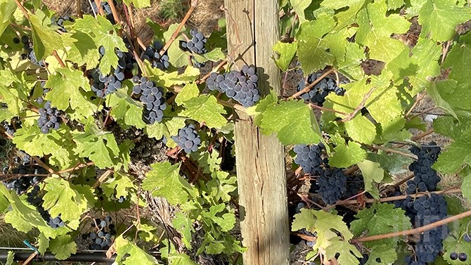 Pinot Noir grapes just about ready for harvest in an Okanagan vineyard. Pinot Noir is the fourth most grown grape in British Columbia with 2,634 metric tonnes grown last year.