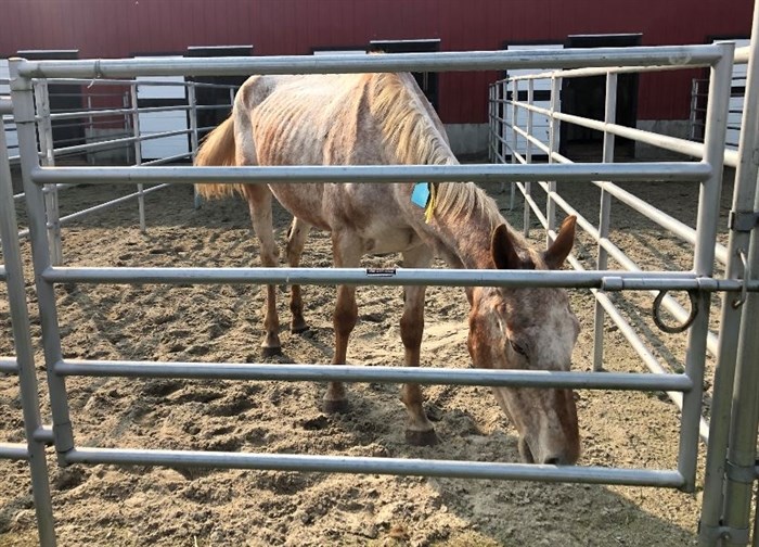 Many of the horses seized from a Princeton property were severely underweight. 