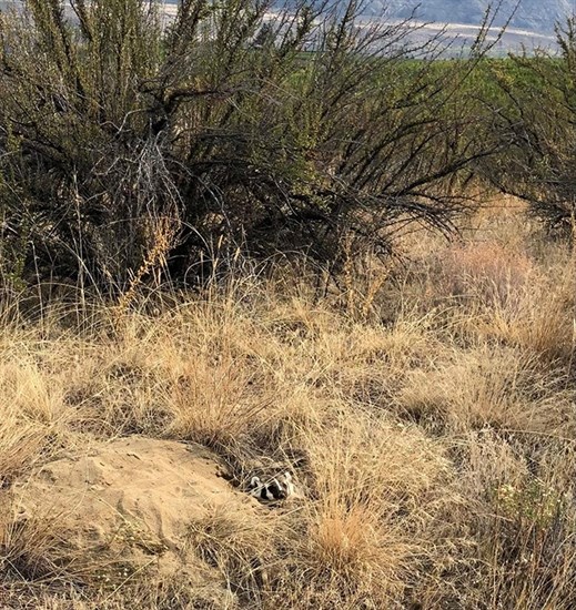 A guest at Osoyoos Desert Centre recently took this photo of a rare badger taking up residence on the grounds.