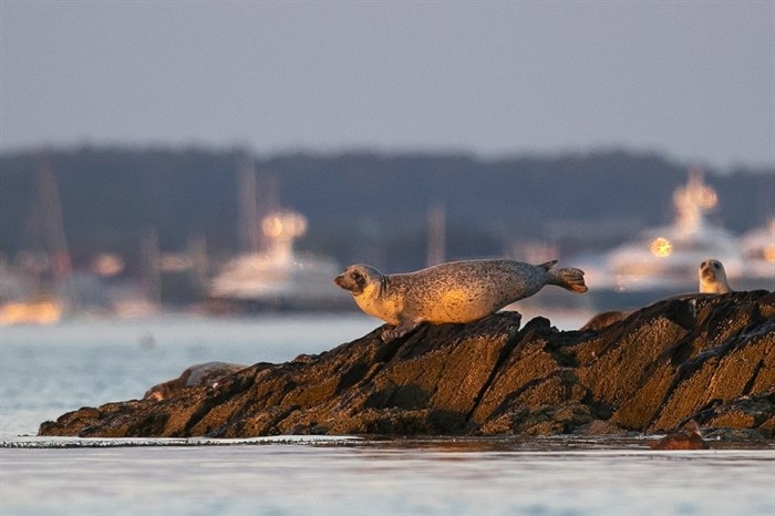 A grey seal moves across rocks on a small island in Casco Bay, Thursday, July 30, 2020, off Portland, Maine. Seals are thriving off the northeast coast thanks to decades of protections. Many scientists believe the increased seal population is leading to more human encounters with white sharks, who prey on seals. 