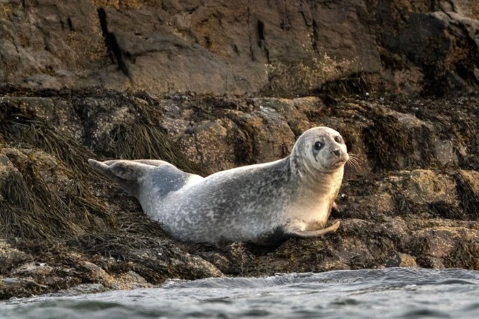 A grey seal lounges on a small island in Casco Bay, Tuesday, Sept. 15, 2020, off Portland, Maine. Grey seals were nearly killed off from New England's waters but the population has rebounded in recent years.