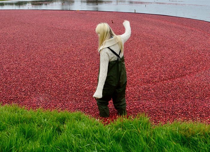 I had the opportunity to wade into a cranberry bog at Hopcott Farms in Pitt Meadows.