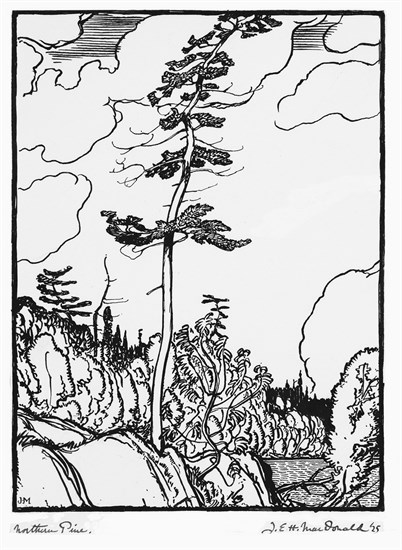 J.E.H. MacDonald, Northern Pine, 1925, ink over graphite with gouache on paper, 11 x 10.5 cm. Gift of the Founders, Robert and Signe McMichael. McMichael Canadian Art Collection.