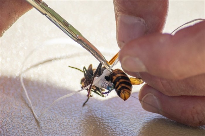 In photo provided by the Washington State Dept. of Agriculture, a worker attaches a tracking device to an Asian Giant Hornet, Thursday, Oct. 22, 2020 near Blaine, Wash. Scientists have discovered the first nest of so-called murder hornets in the United States and plan to wipe it out Saturday to protect native honeybees, officials in Washington state said Friday, Oct. 23, 2020.