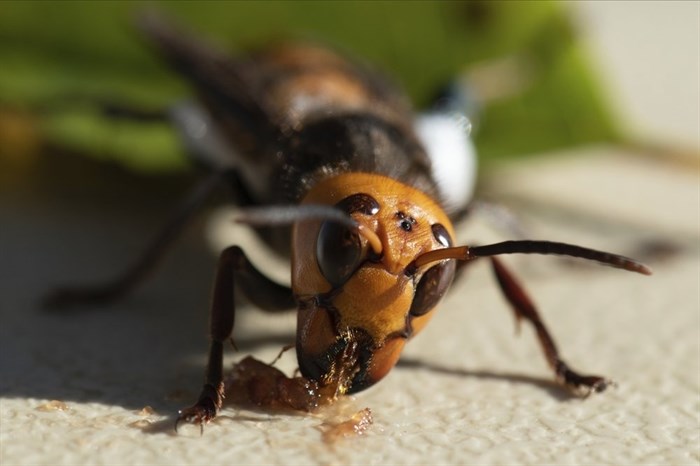 In photo provided by the Washington State Dept. of Agriculture, an Asian Giant Hornet wearing a tracking device is shown Thursday, Oct. 22, 2020 near Blaine, Wash. Scientists have discovered the first nest of so-called murder hornets in the United States and plan to wipe it out Saturday to protect native honeybees, officials in Washington state said Friday, Oct. 23, 2020.