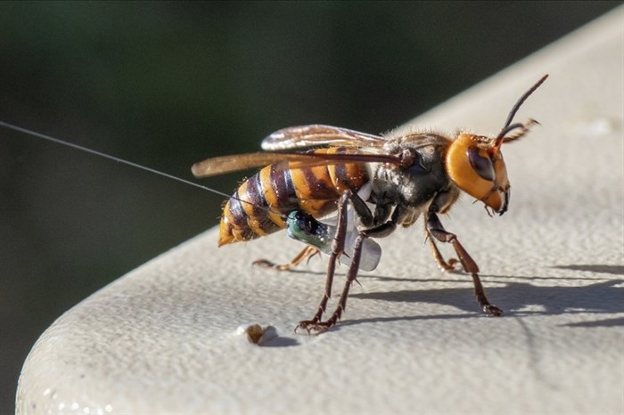 In photo provided by the Washington State Dept. of Agriculture, an Asian Giant Hornet wearing a tracking device is shown Thursday, Oct. 22, 2020 near Blaine, Wash. Scientists have discovered the first nest of so-called murder hornets in the United States and plan to wipe it out Saturday to protect native honeybees, officials in Washington state said Friday, Oct. 23, 2020.